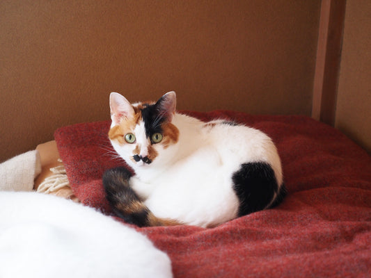 猫もうっとり。気持ちいいウールの毛布&スローケットで秋支度を